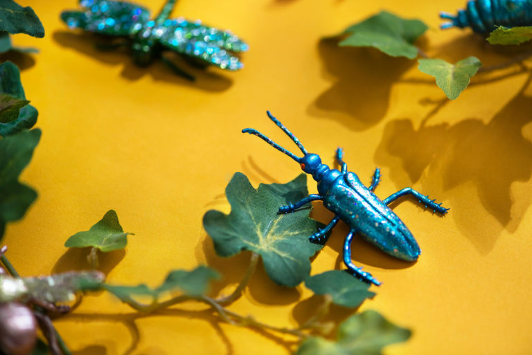 How to Get Rid of Cockroaches