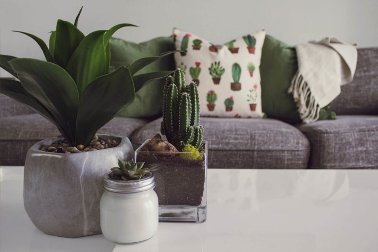 Why You Should Get Indoor Plants For Your Home and Workplace